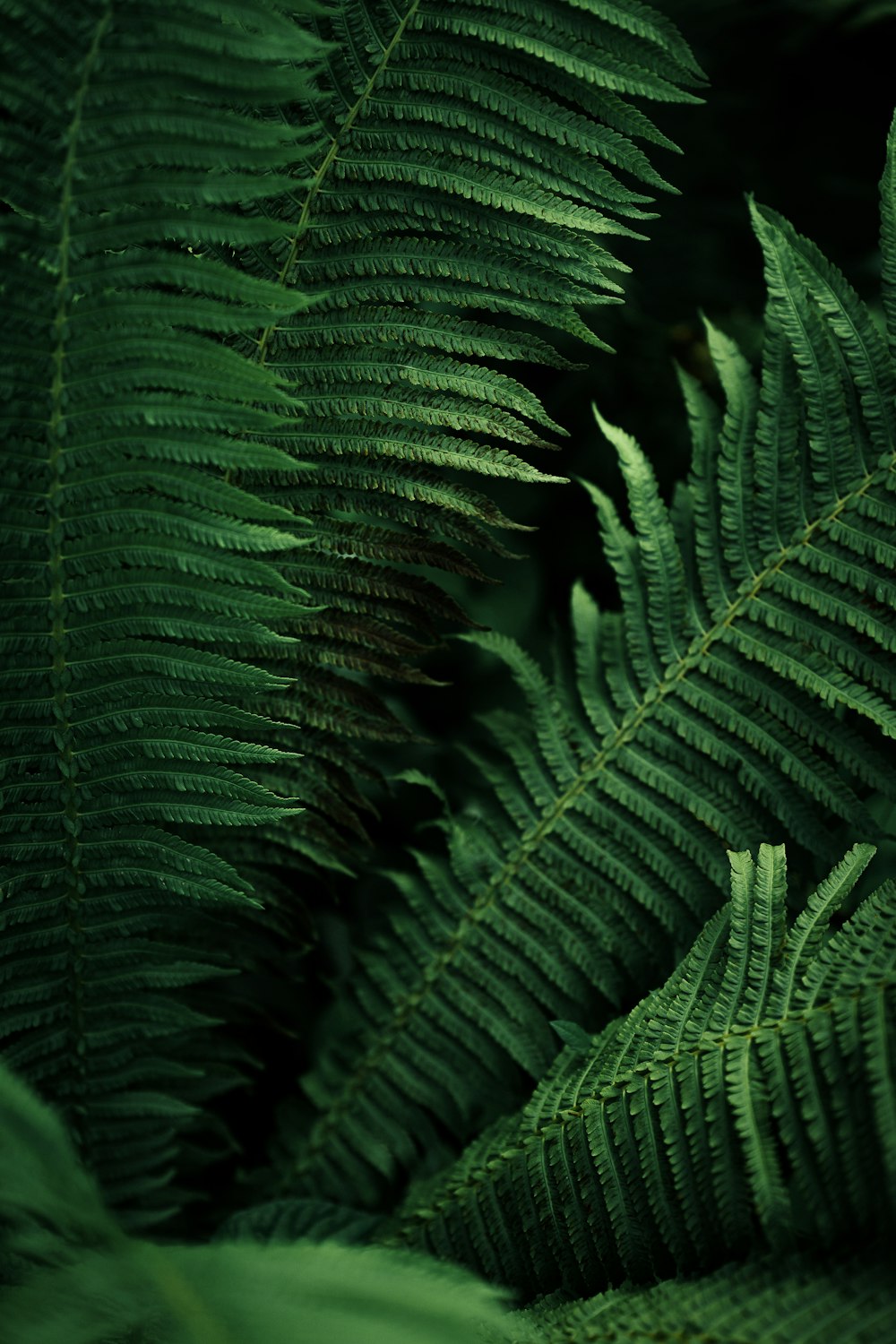 a close up of a leaf