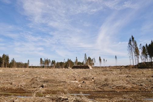 a field with trees in the background