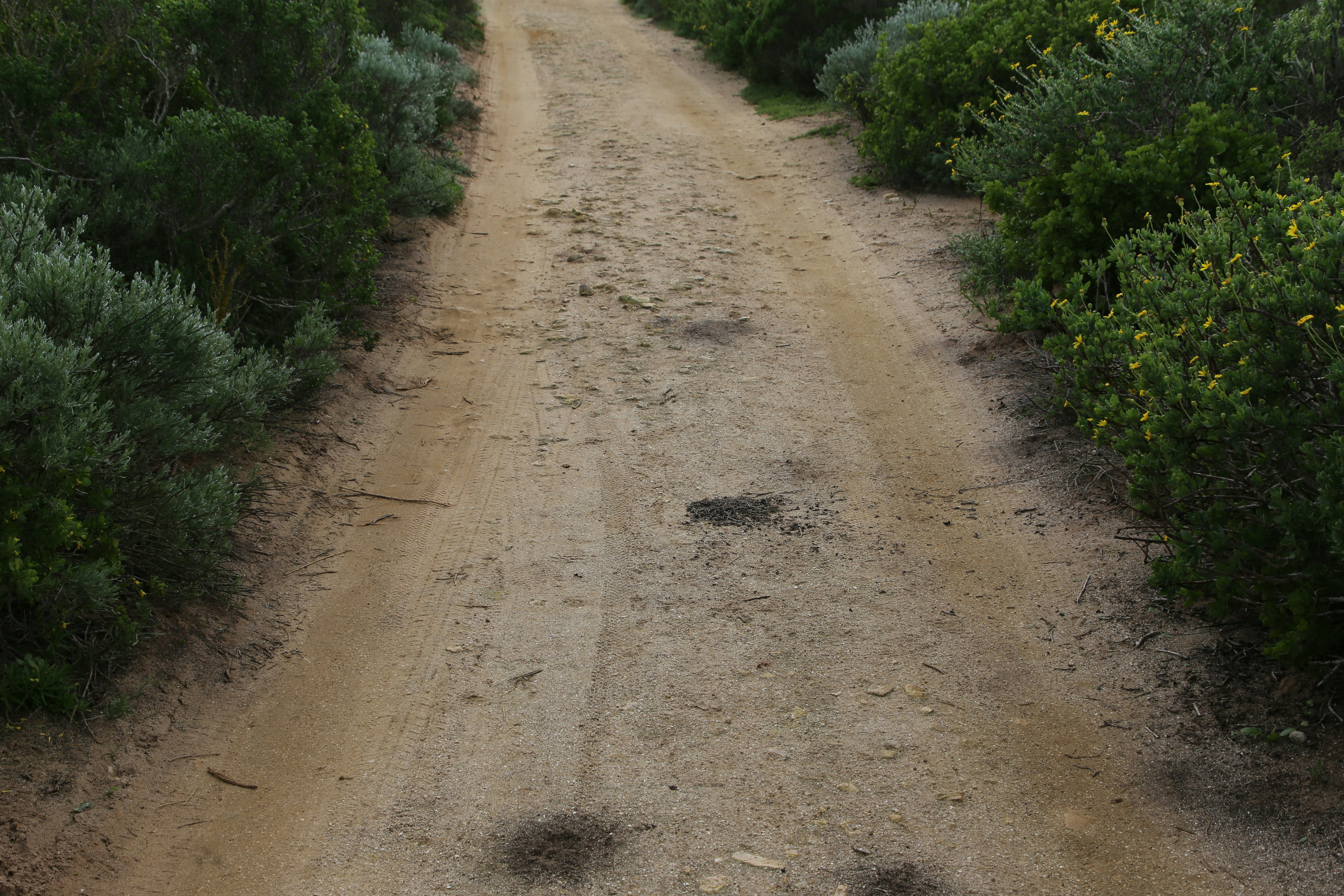 a dirt road with bushes on either side of it