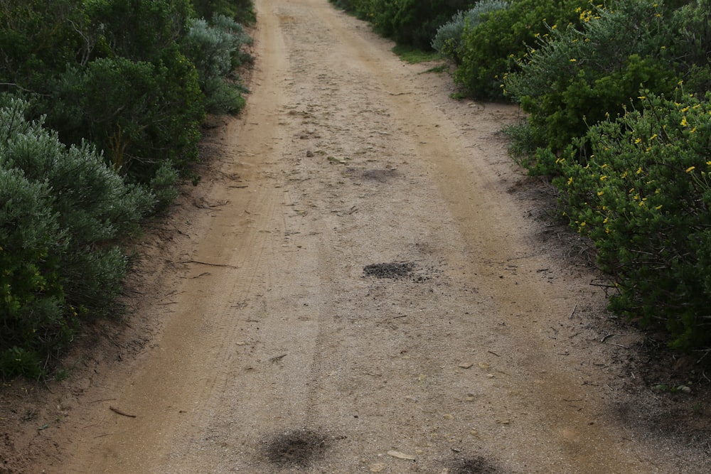 a dirt road with bushes on either side of it