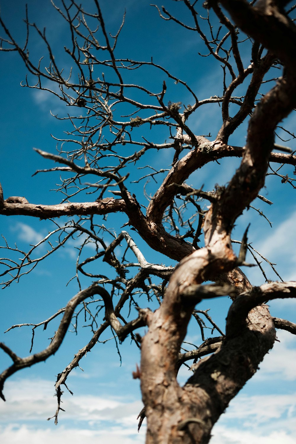 a tree with no leaves