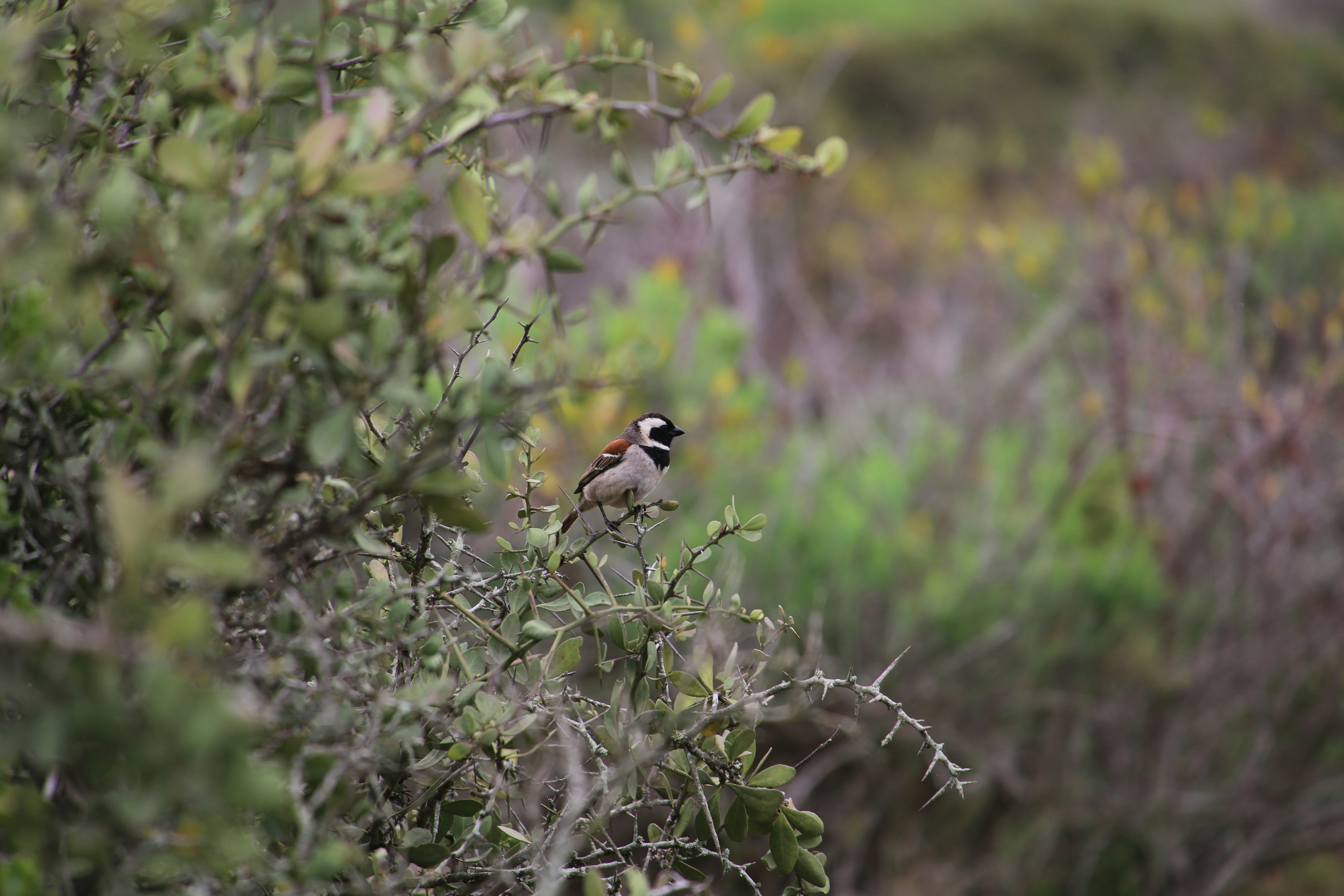 a bird sits on a branch