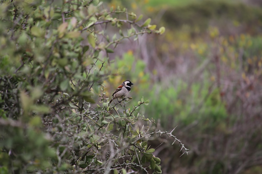 a bird sits on a branch