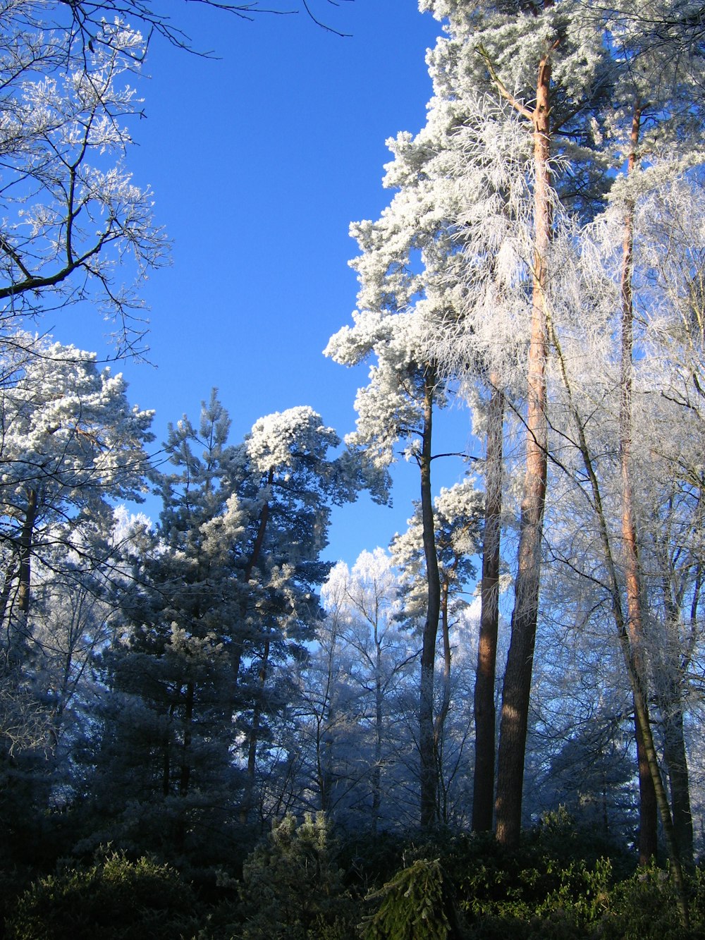 a group of trees with white flowers