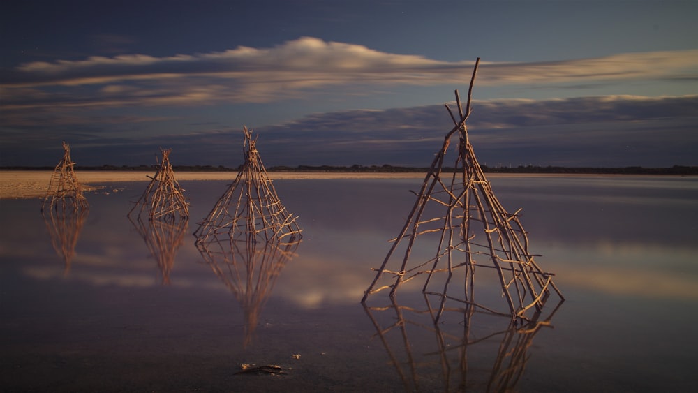 a group of sticks in the water