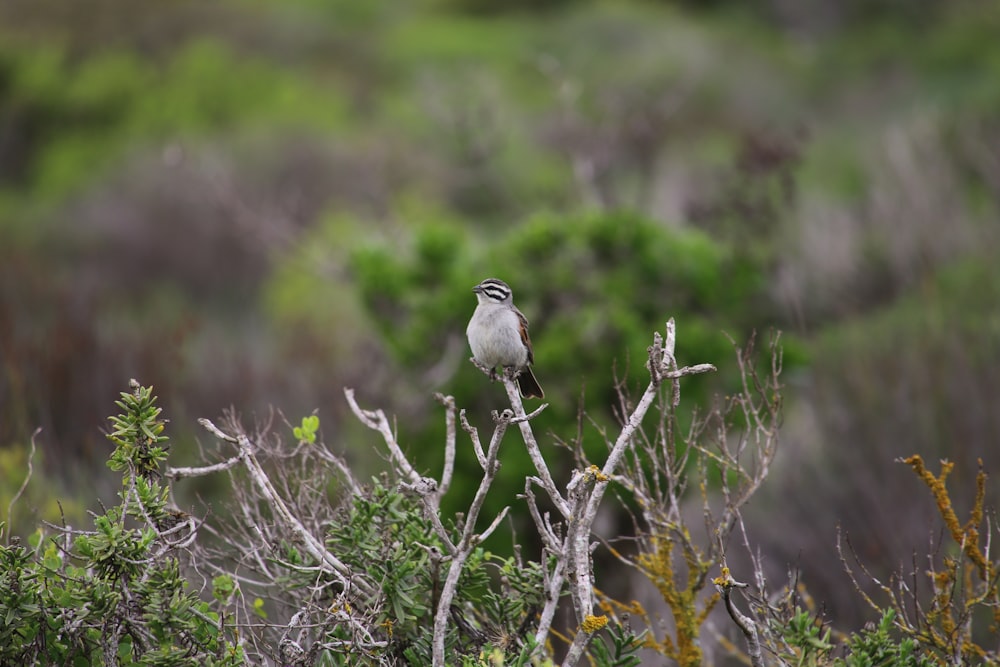 a bird sits on a branch