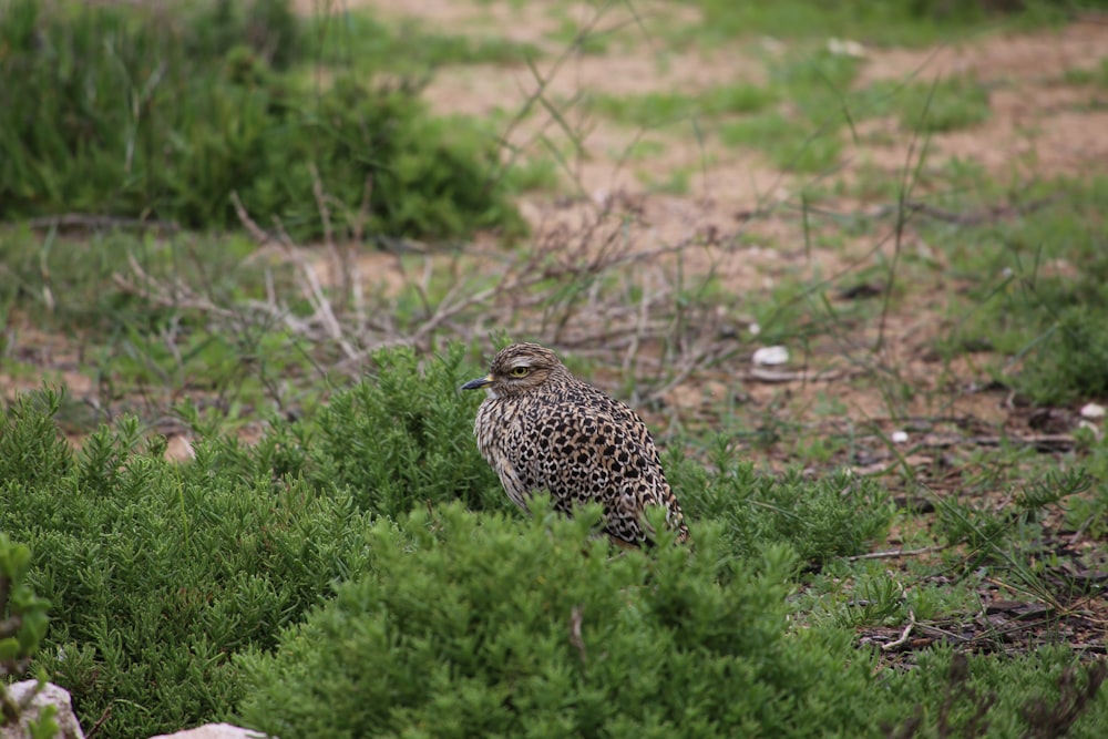 a bird sitting in the grass