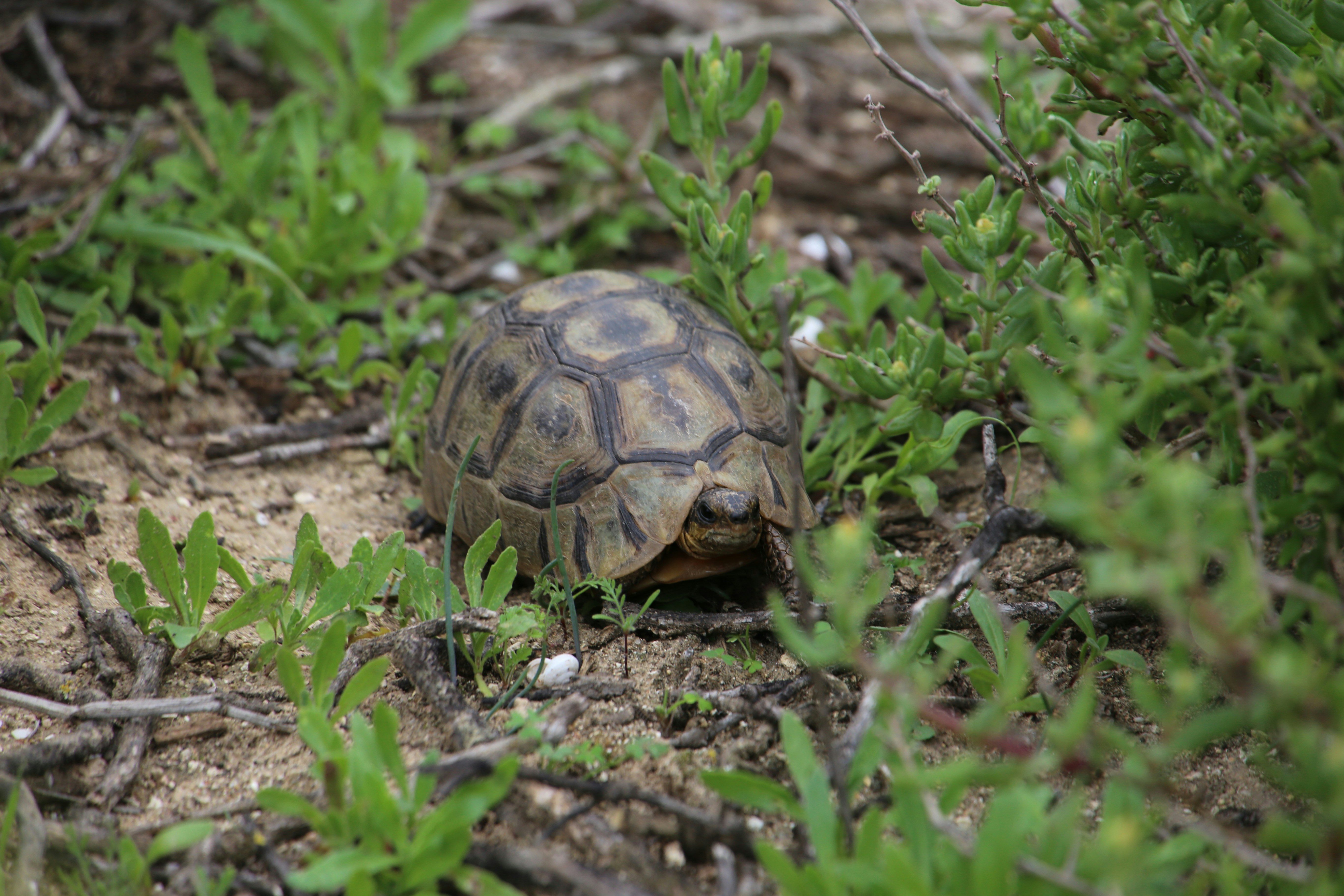 a turtle on the ground
