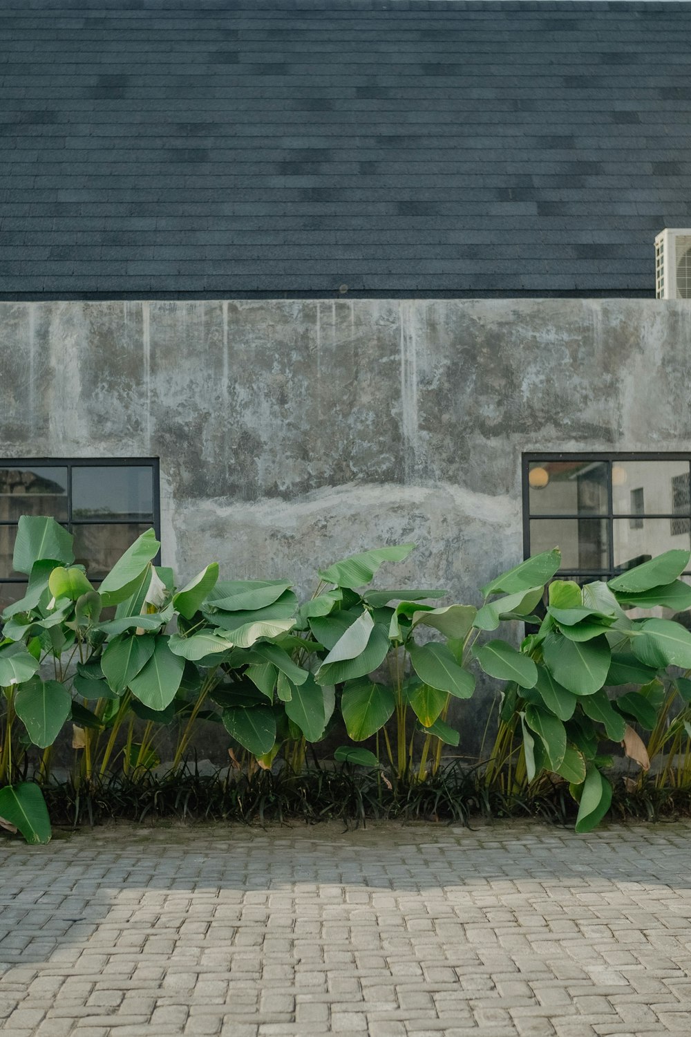 a plant next to a building