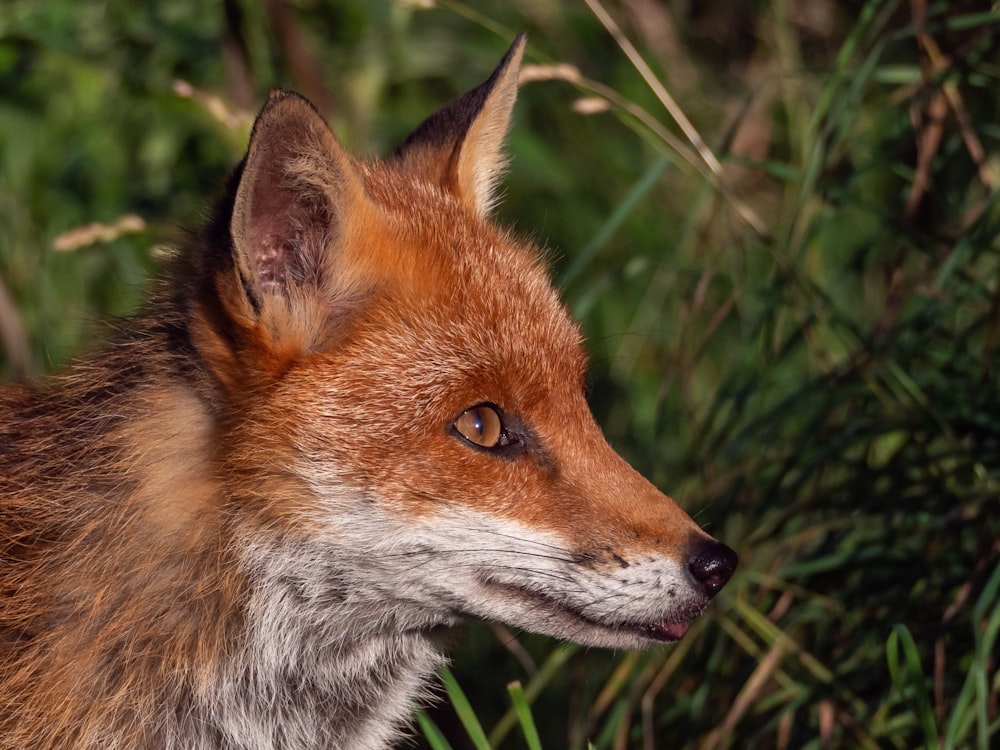 a fox in the grass