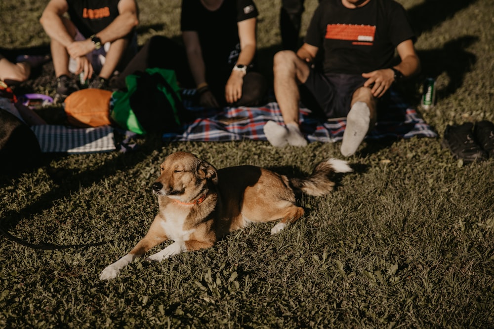 a dog lying on the grass