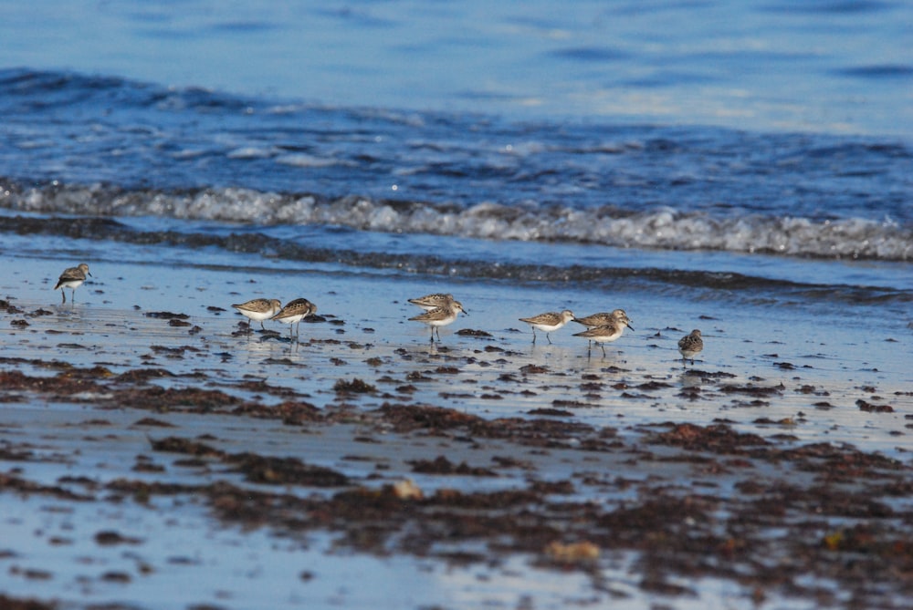 birds on the beach