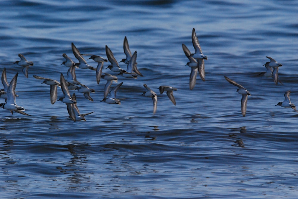 a flock of birds flying over water