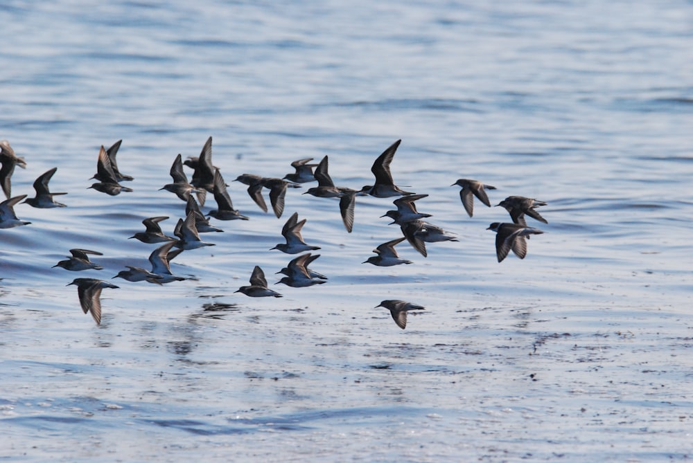 a flock of birds flying over water