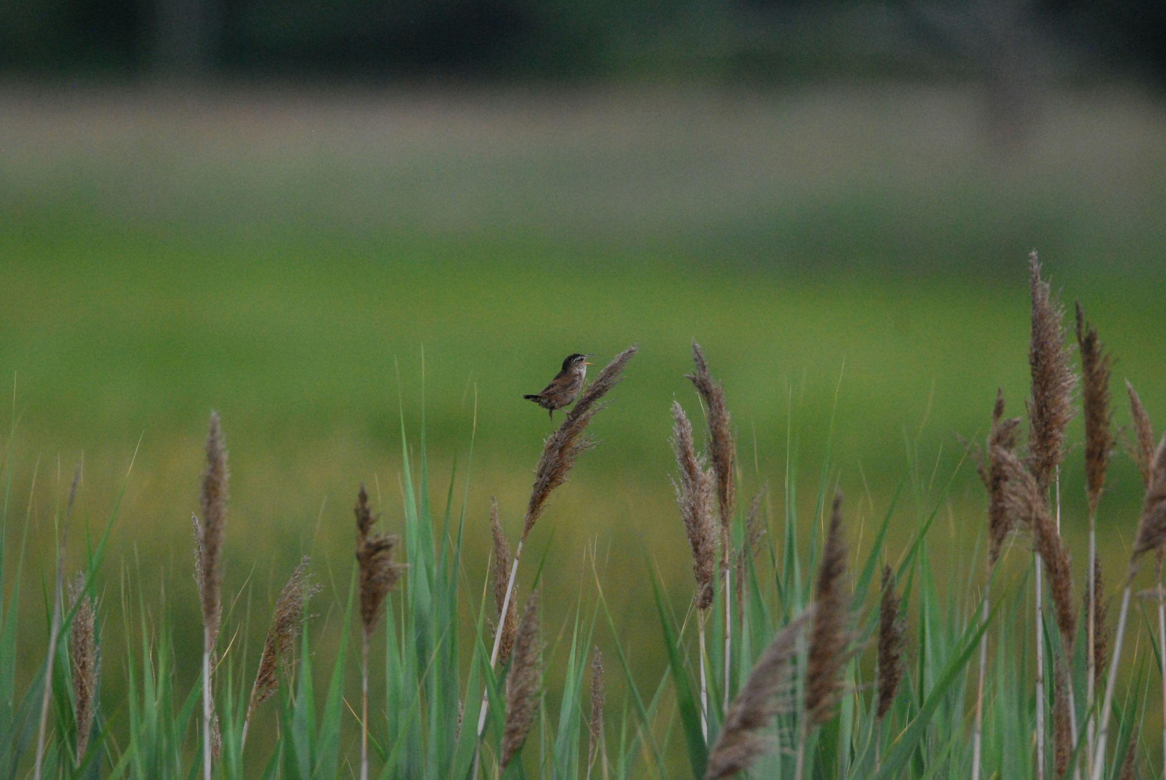 Marsh Wren perched in marshy pampas grass