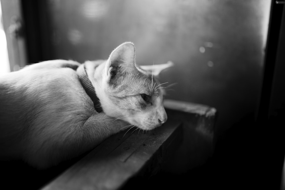 Un chat assis sur un banc