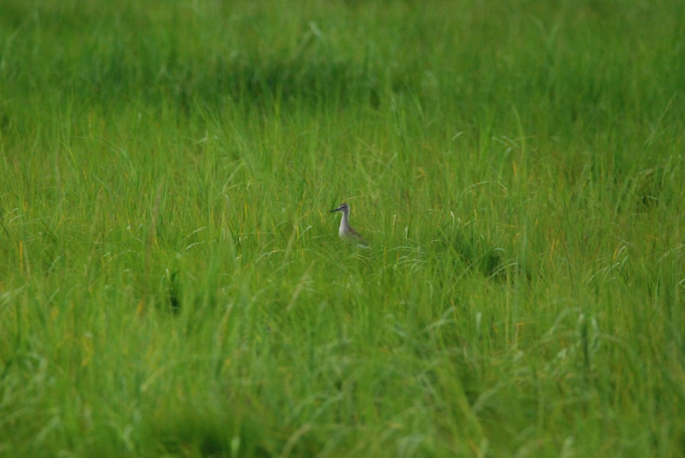 a bird standing in a field of grass