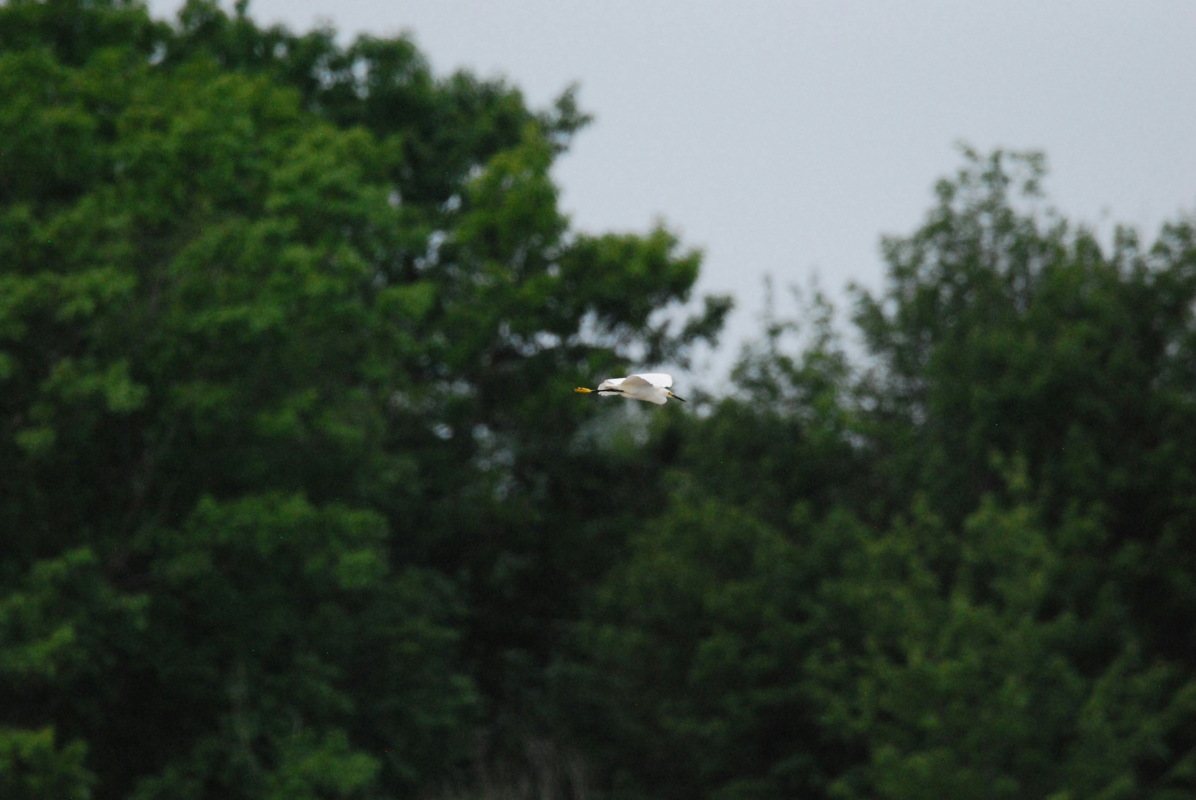 Snowy Egret Flying over treetops