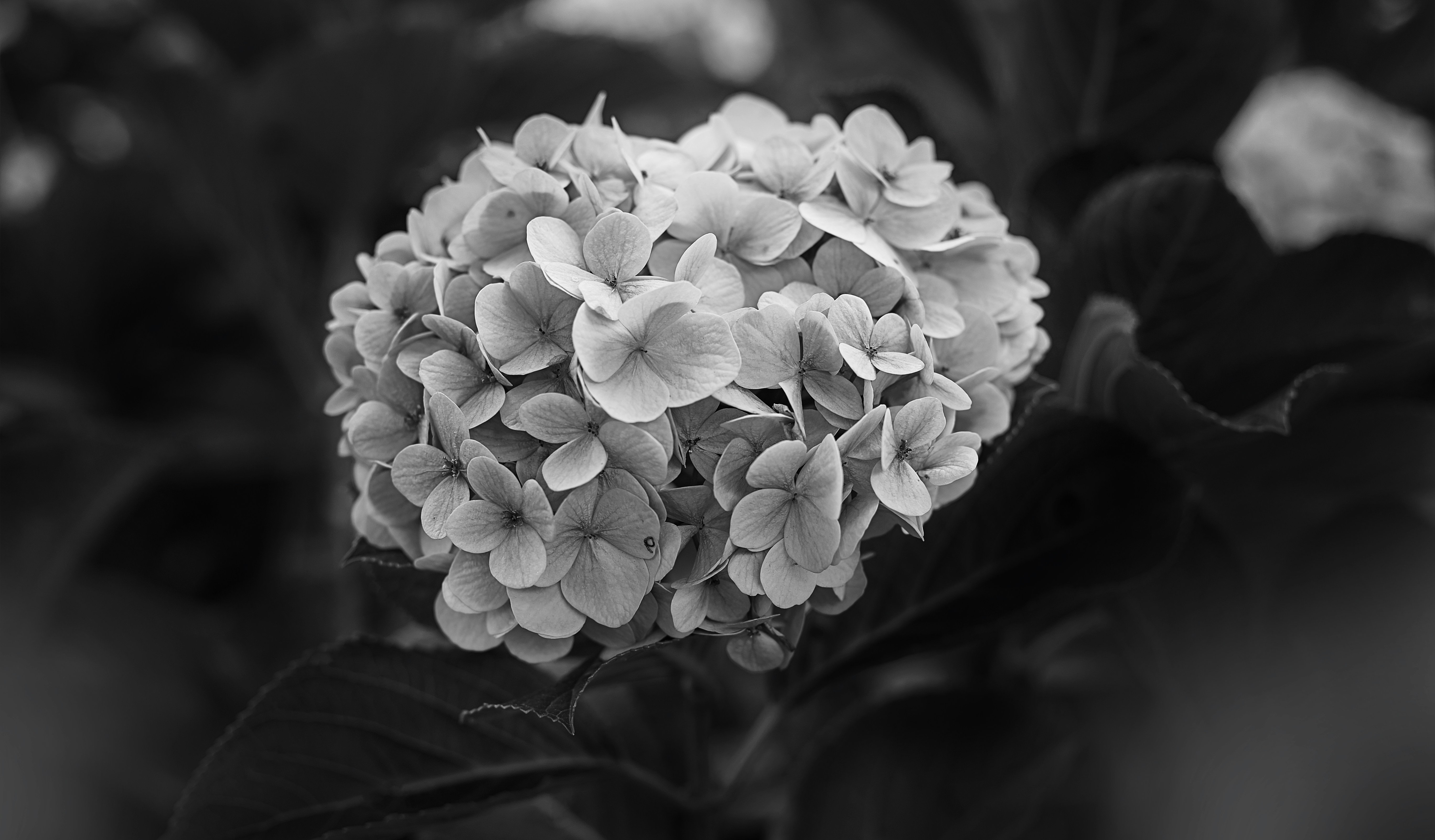a close up of white flowers