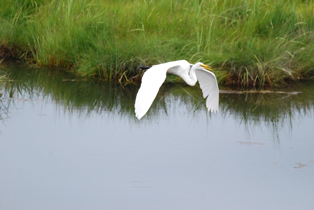 a white bird in a pond