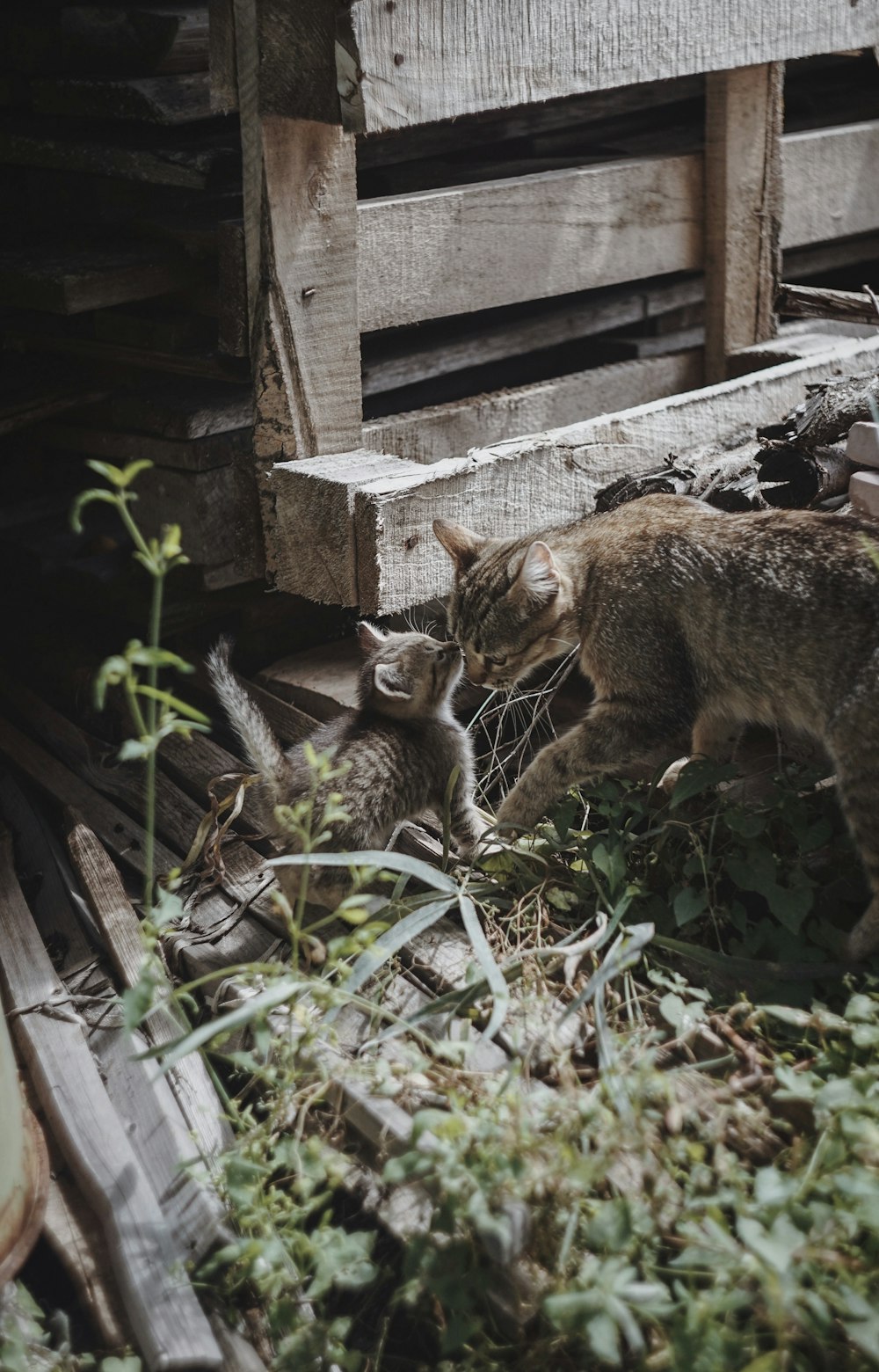 a couple of cats in a garden