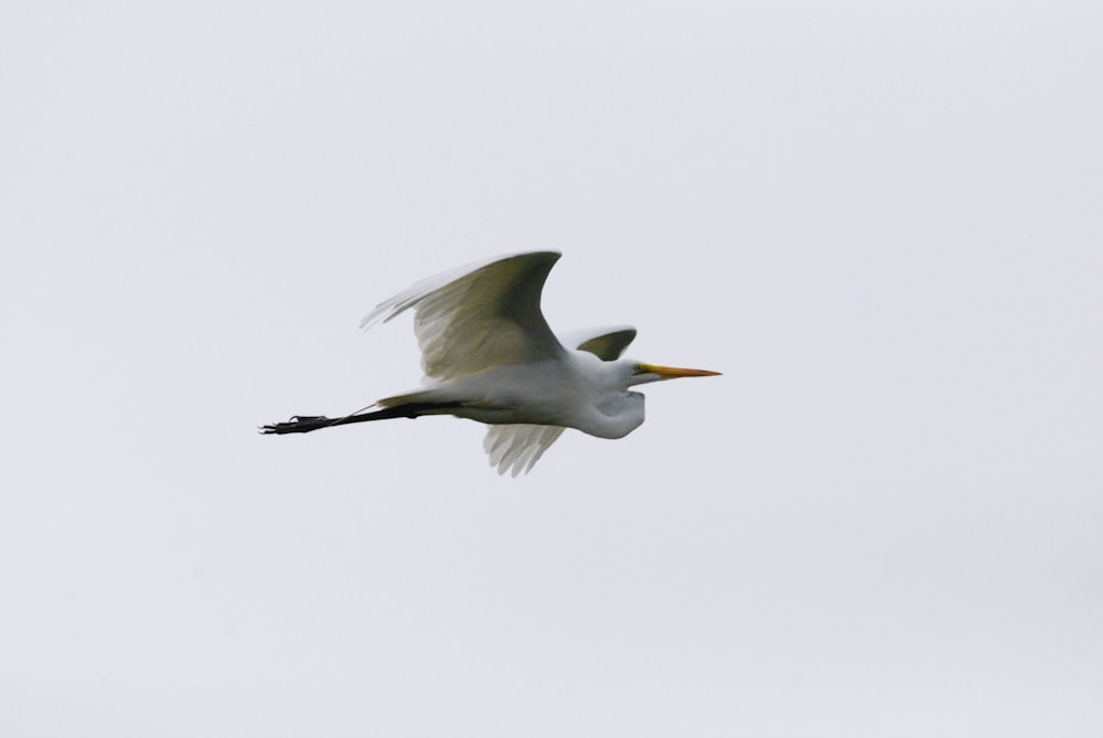 a bird flying in the sky