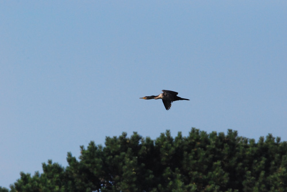 Un pájaro volando sobre los árboles