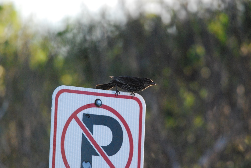 Un pájaro en un poste de rayas rojas y blancas