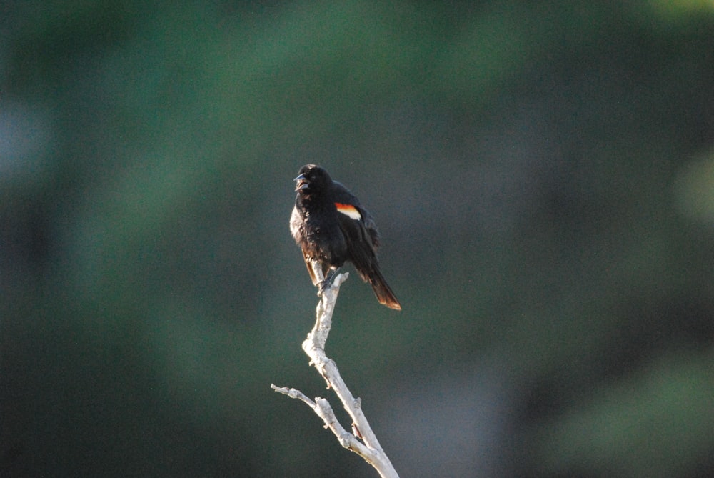 a bird on a branch