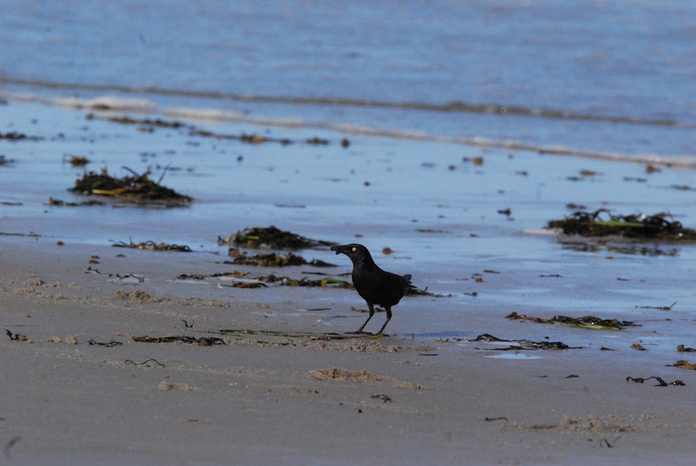 a bird walking on the beach