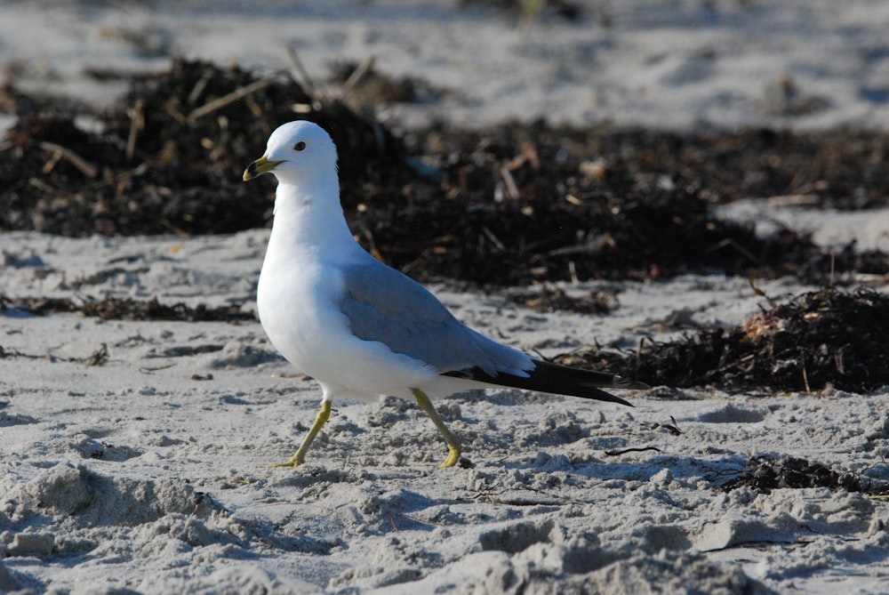 a bird standing on snow