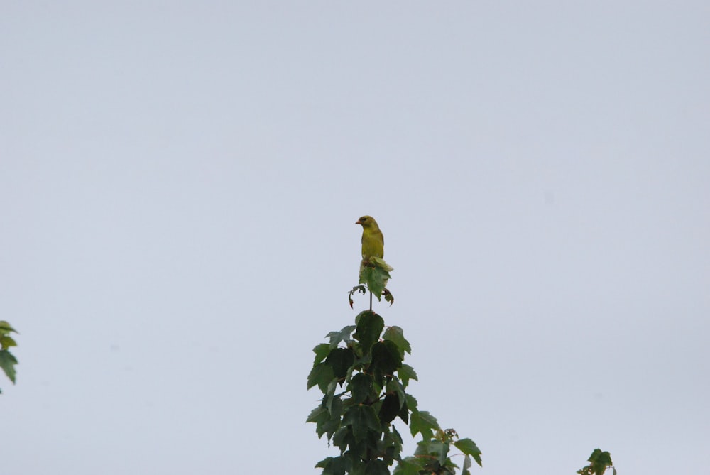 a bird perched on a tree