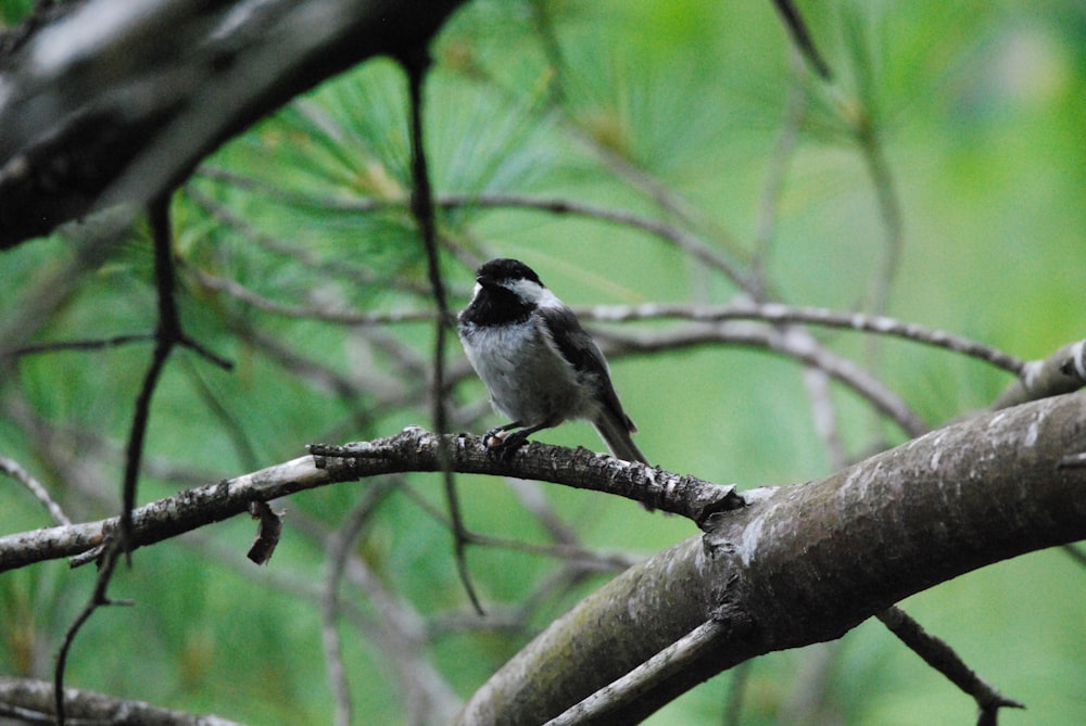 a bird sitting on a branch