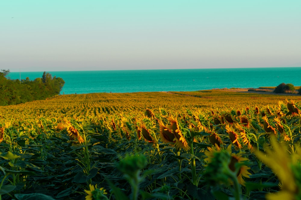 a field of flowers next to a beach