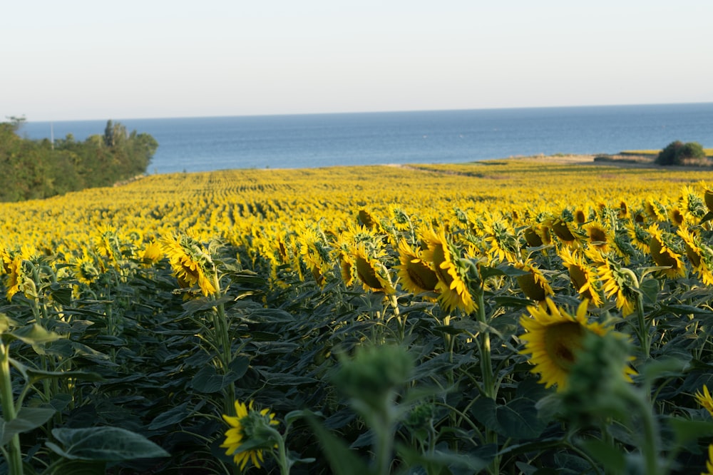 a field of yellow flowers