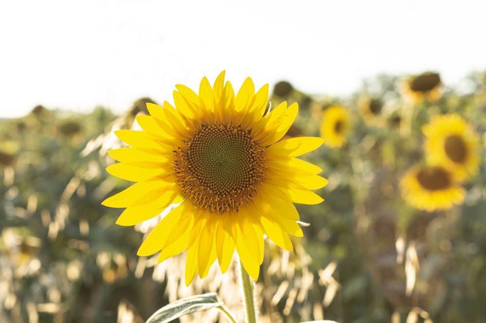 a close up of a sunflower