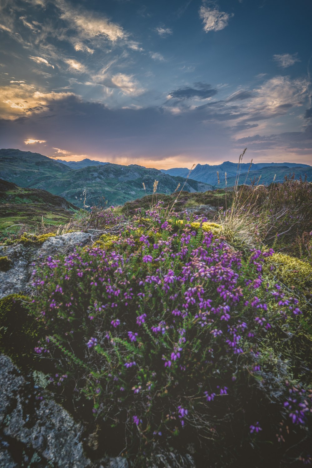 a field of flowers with mountains in the background