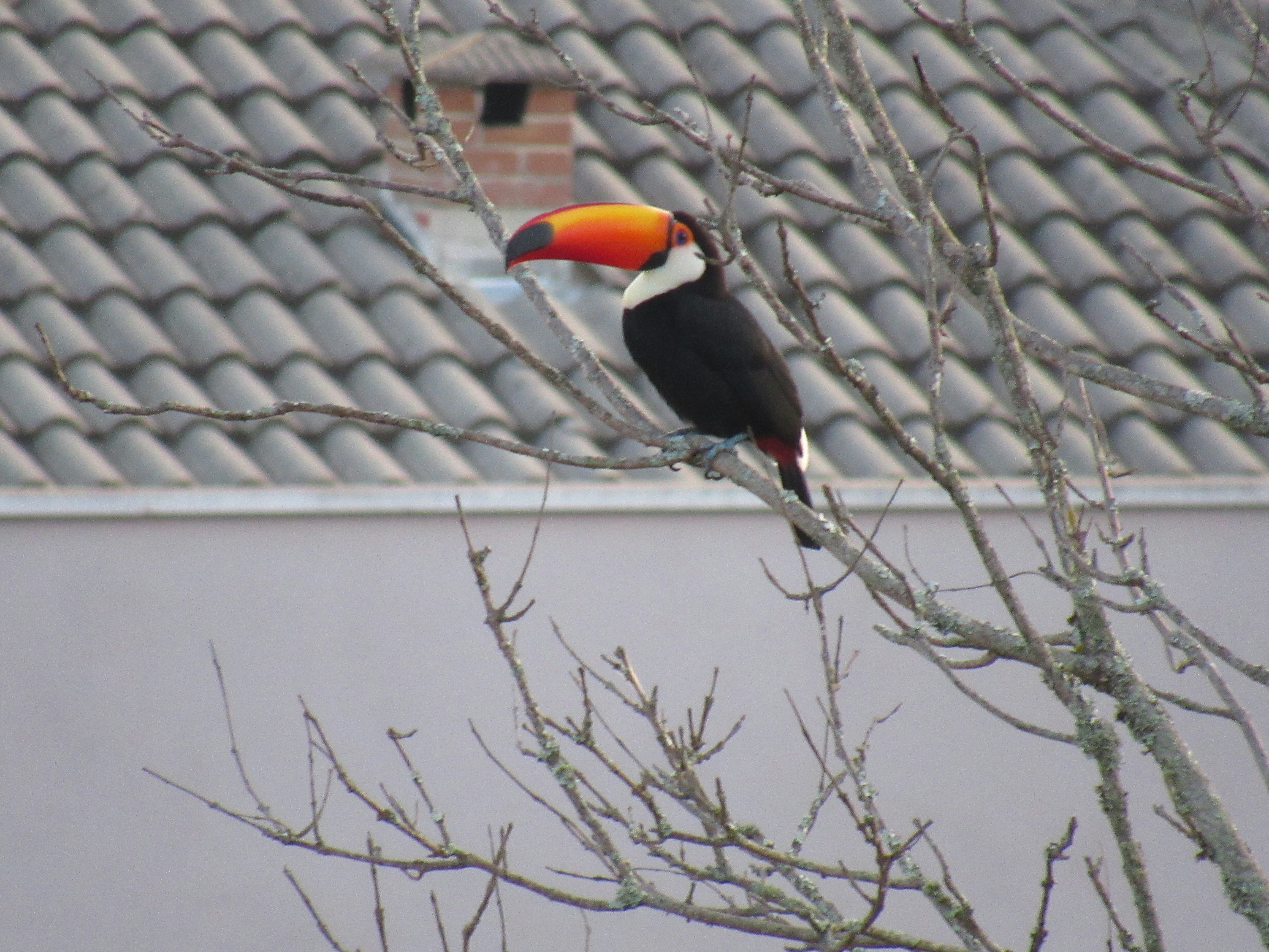 a bird on a tree branch