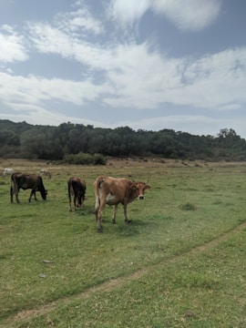 A serene landscape of a rural farm with cattle grazing.