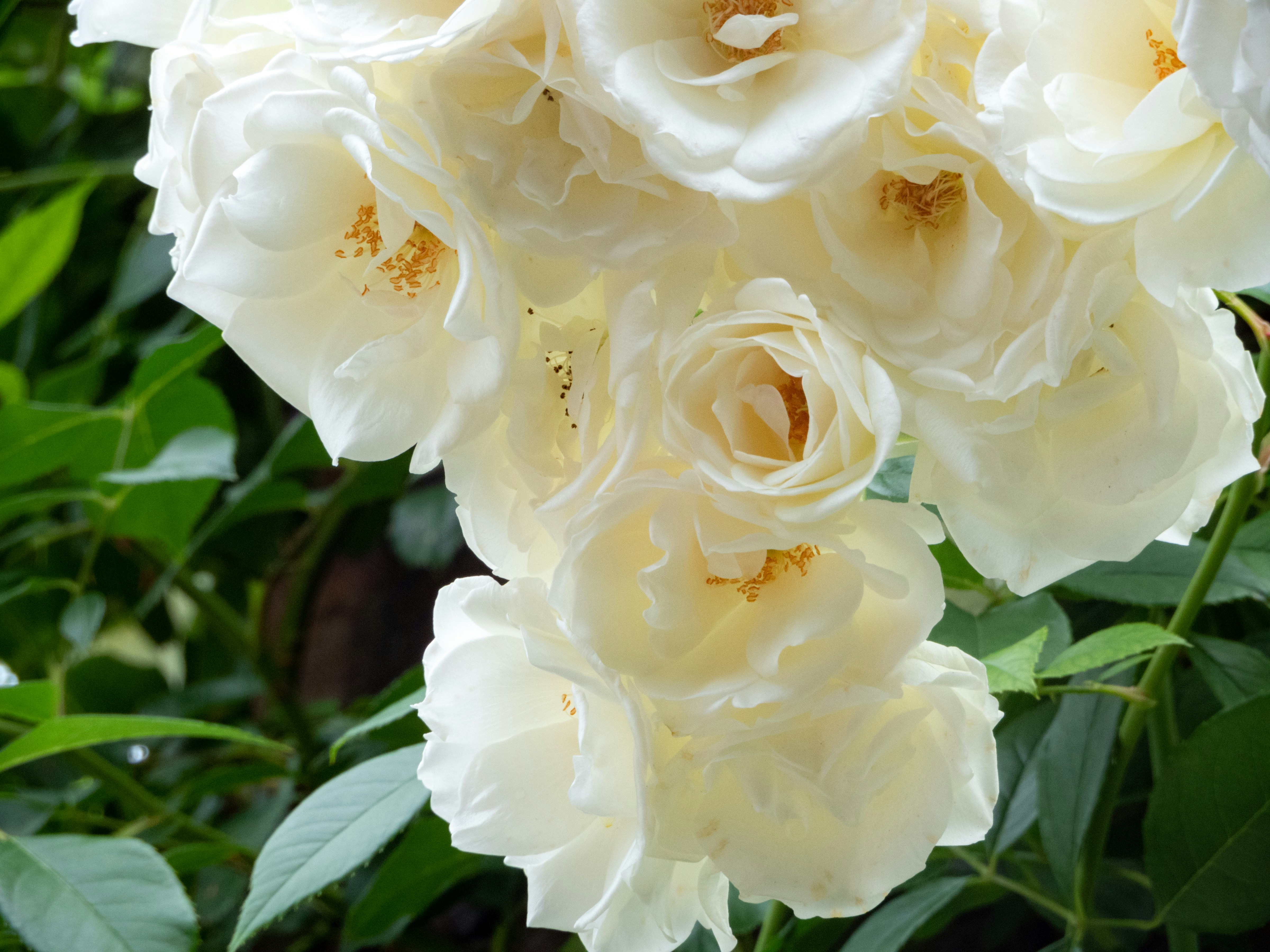 Photo by heppoko_yama