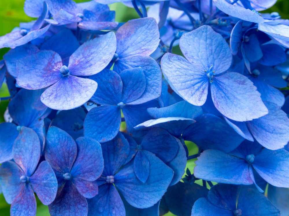 a group of blue flowers