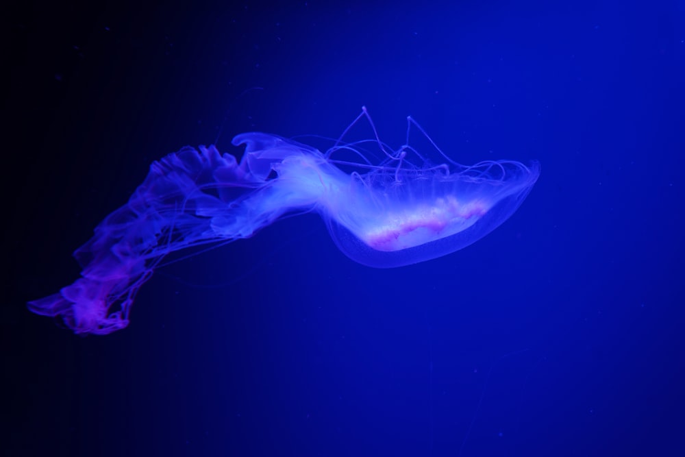 a jellyfish in the water