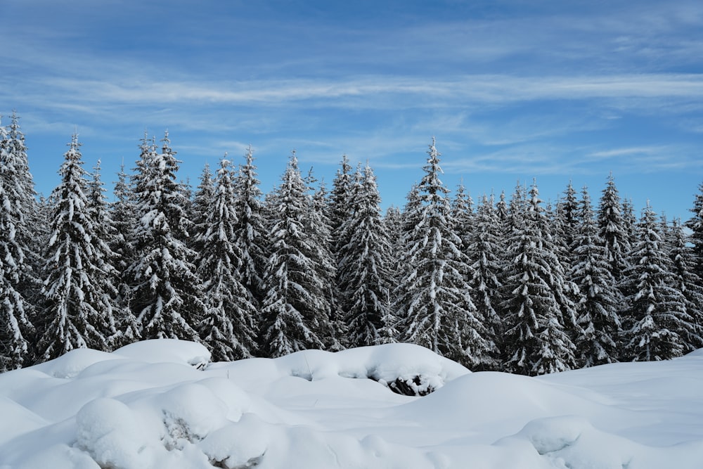 a snowy landscape with trees