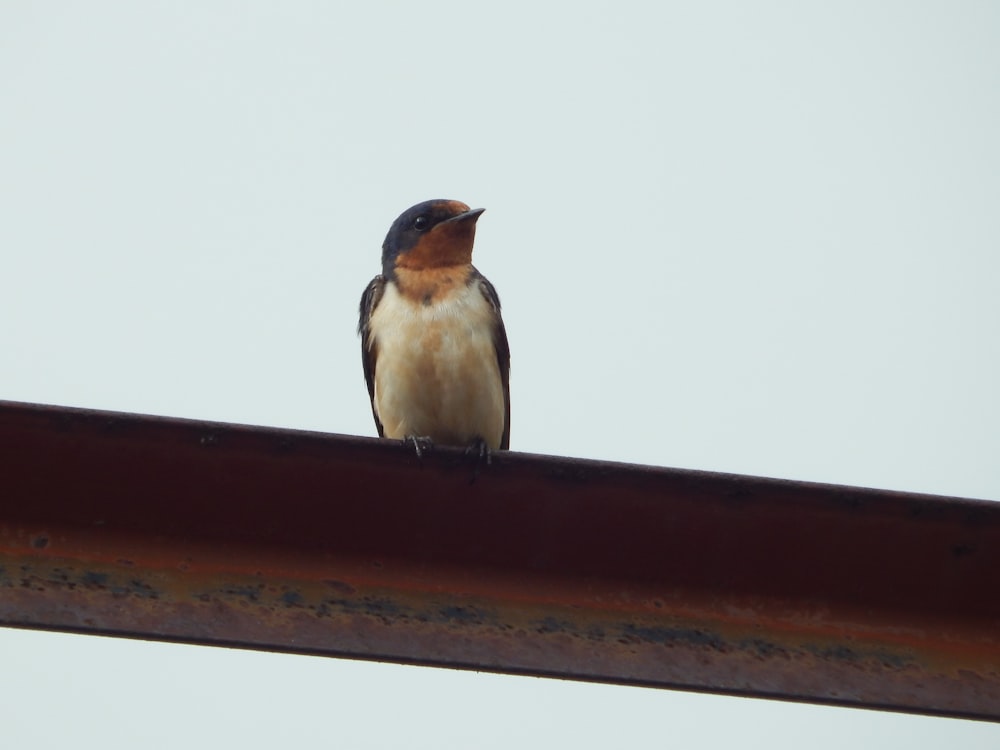 um pássaro sentado em um telhado