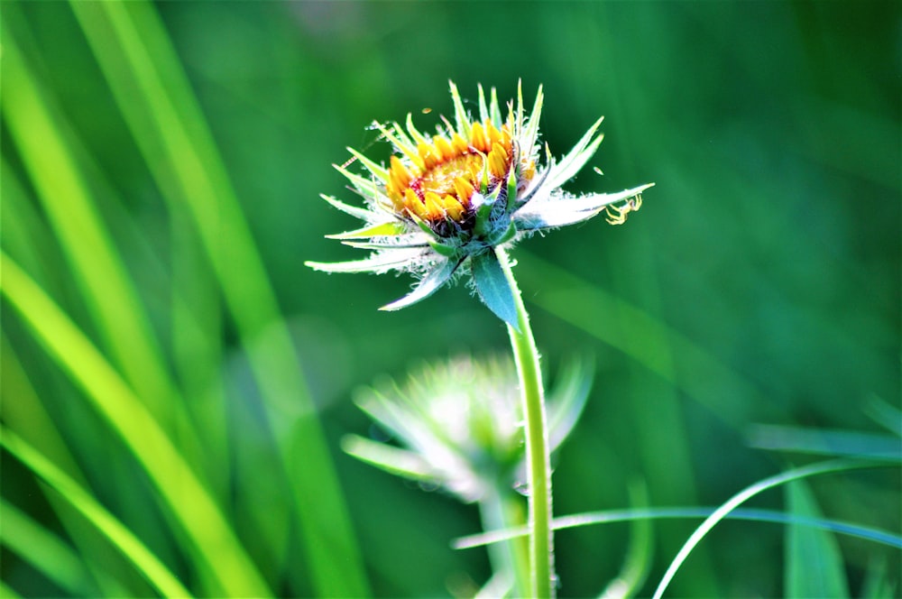 a bee on a flower