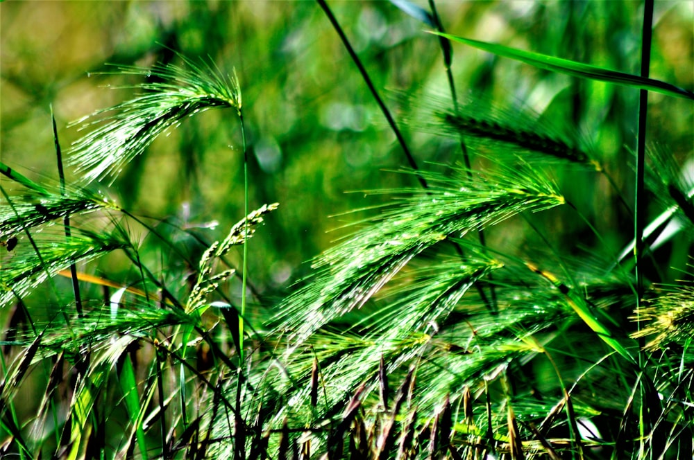 close up of a plant