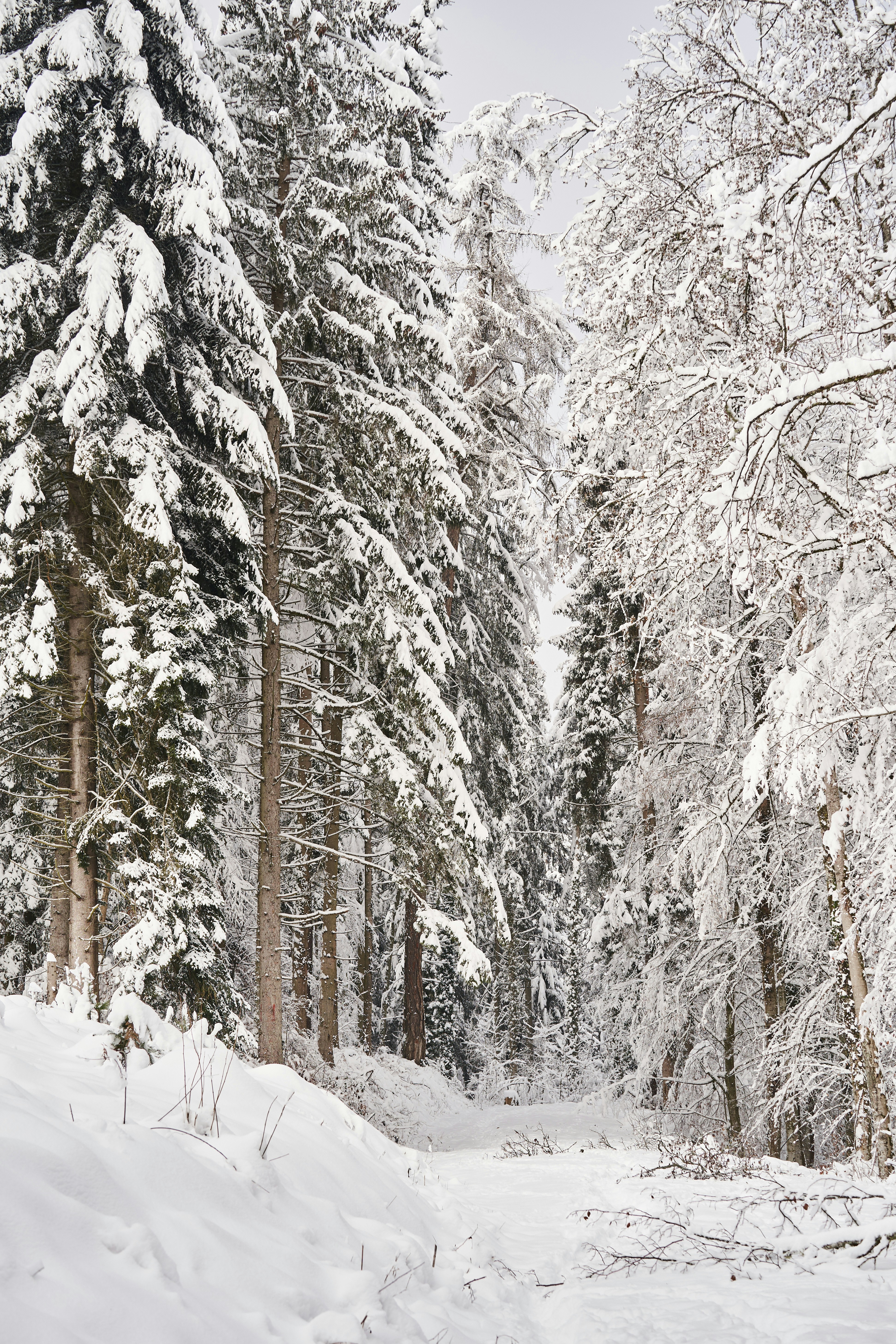 Photo by wolfgang_hasselmann