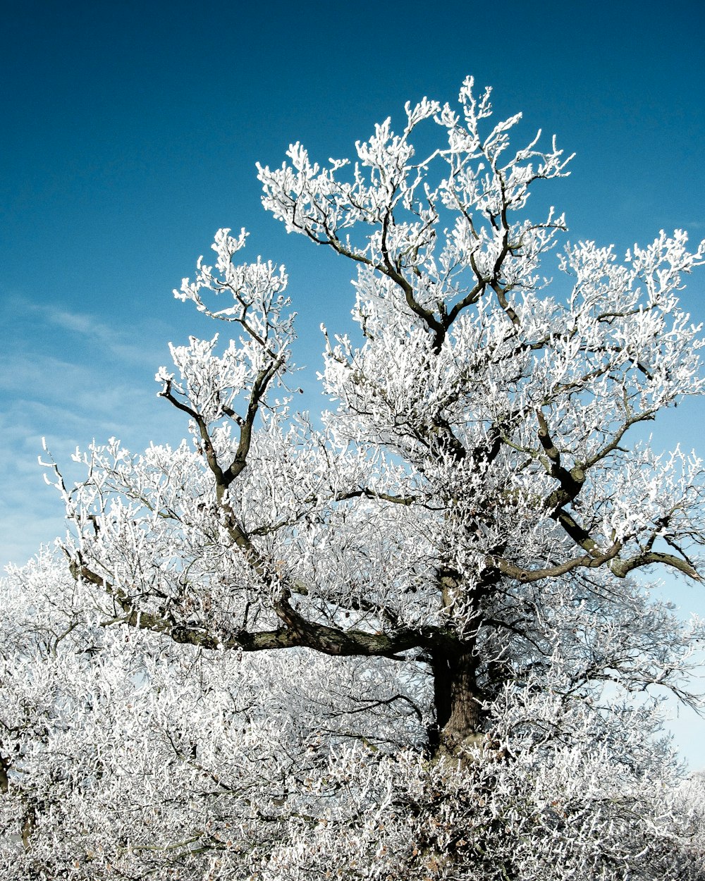 a tree with white flowers