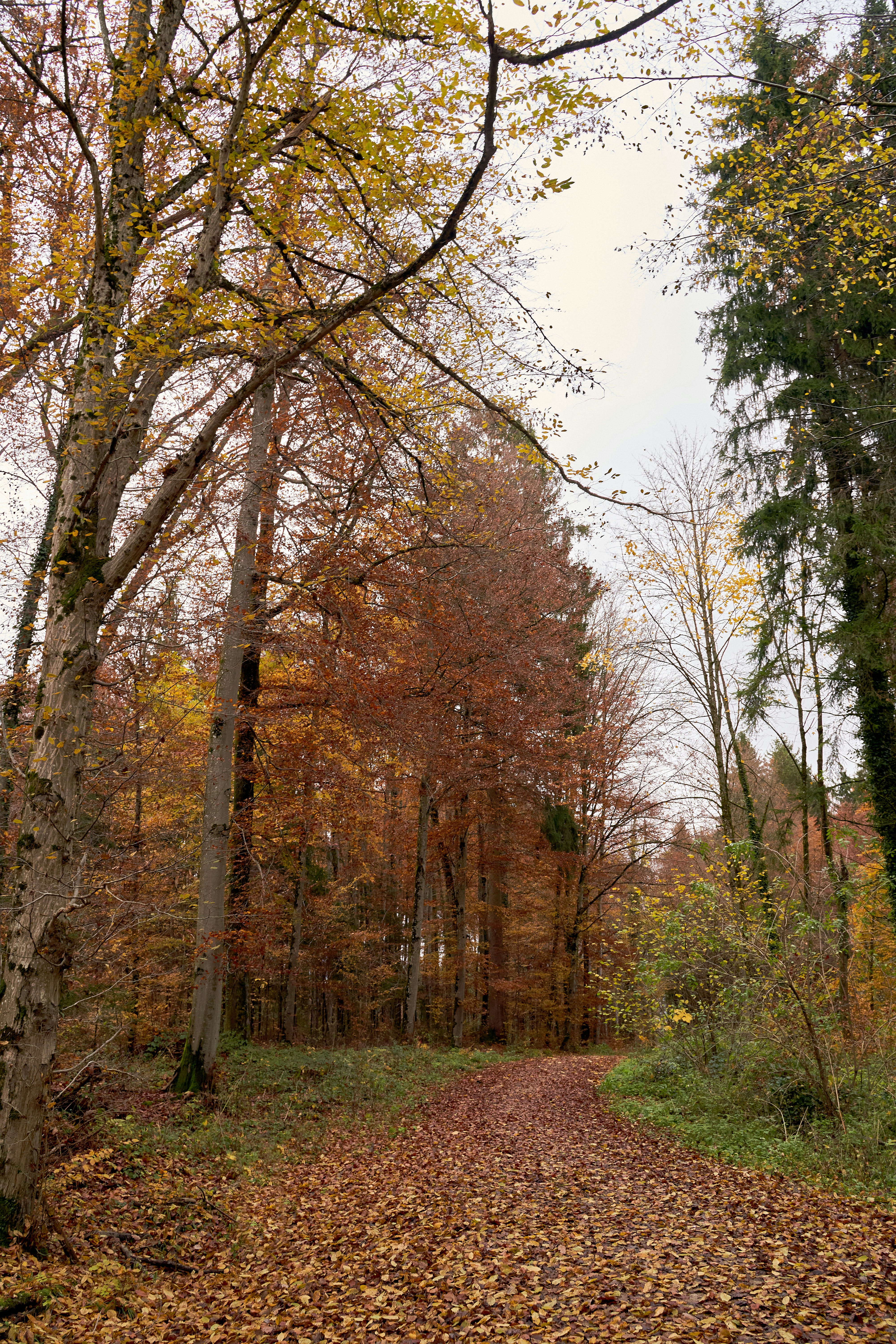 Photo by wolfgang_hasselmann