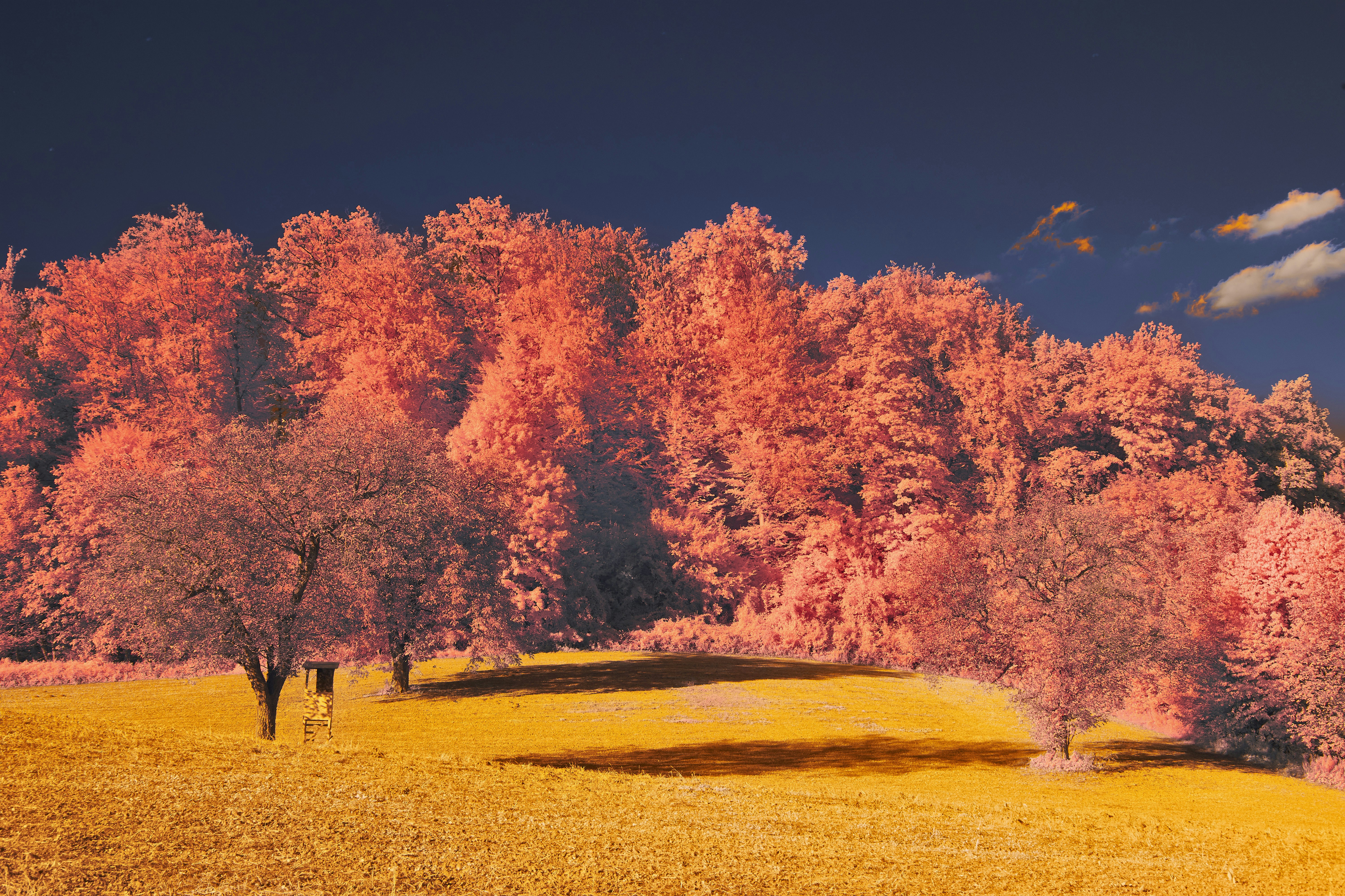 Photo by wolfgang_hasselmann